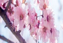 怎样提高鸵鸟的孵化率