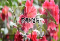 鱼塘如何施肥？