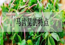 樱花的秋季树体管理要点
