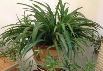 仙客来盆花家庭养护