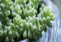 夏天多肉叶片发软发皱是什么原因？