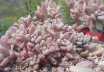 秋季蛋鸡养殖综合技术措施