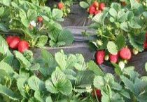 湖北公安县狮子口镇大力发展特色农业（促进农户增收致富）