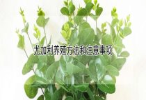 请问尤加利养殖方法和注意事项