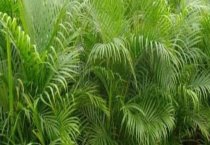 太阳花烂根怎么办（补救方法有哪些）