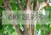 甘蔗木薯轮作高产栽培