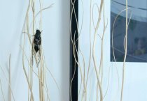 蜜蜂大肠杆菌病防治