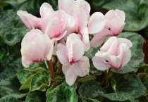 仙客来叶子发黄的原因（叶子枯黄怎么挽救）