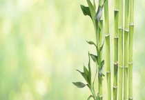 富贵竹怎样才能生根