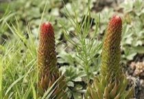 教你怎样繁殖牛蛙