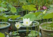 新疆昭苏县专业合作社带动农牧民抱团致富