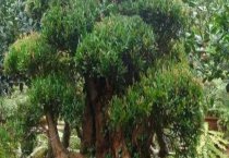 防治孔雀竹芋叶斑病