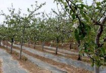 双孢蘑菇高产栽培技术介绍