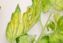 怎样防治鱼类小瓜虫病？