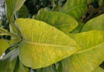 用山楂渣提取果胶技术
