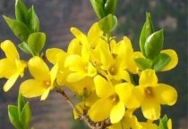 唐菖蒲花蓟马