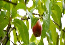 林蛙:红腿病、气泡病、车轮虫病 林蛙:红腿病、气泡病、车轮虫病