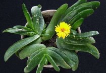 桃树可分几个灌水时期 用什么方法灌水