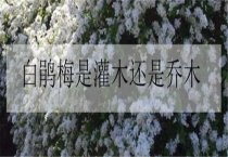 向日葵空壳的原因及防治办法