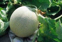 油菜移栽后咋防虫害