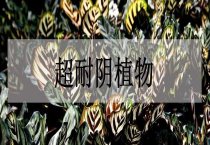 超耐阴植物的植物有哪些？