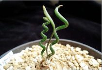 仔兔黄尿病巧防治
