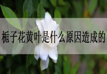 棉花滴灌自动化项目有助棉花增产