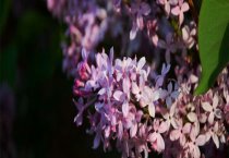 黑花生高产栽培方法