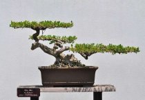 草菇栽培管理的新方法