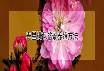 百日草叶黄花小怎么办