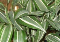 请问富贵竹养殖方法和注意事项