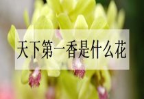 退伍军人返乡创业（养殖珍珠鸡发家致富）