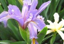 药疗鸡蛋生产方法