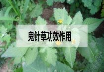 切花月季花苗定植