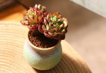 棉花“两化”技术应用进展顺利