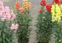 蛋鸡啄肛咋解决