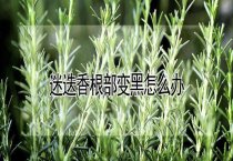 肉鸽肝肿病防治方法