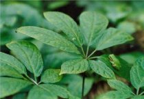 美国利用转基因双孢蘑菇生产疫苗
