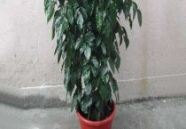 马蹄莲采后实务流程(一)