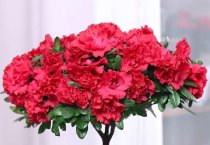 油橄榄综合配套栽培技术（2）