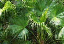 蒲葵的养殖多久？