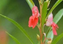 银星烂根怎么办（补救方法有哪些）