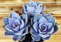 蔬菜种植:特色蔬菜枸杞栽培技术 蔬菜种植:特色蔬菜枸杞栽培技术