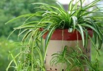 油菜冻害预防措施