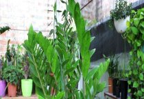 茉莉花白绢病的防治技术