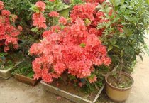 湖南泸溪县“油茶大王”陈国富引领百姓脱贫