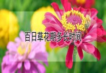加工狗皮注意啥