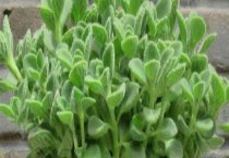 怎样防治孔雀竹芋叶片萎缩