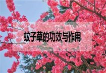 郁金香的种球繁殖技术 郁金香的种球繁殖技术