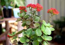 棉花机械化微钵育苗技术